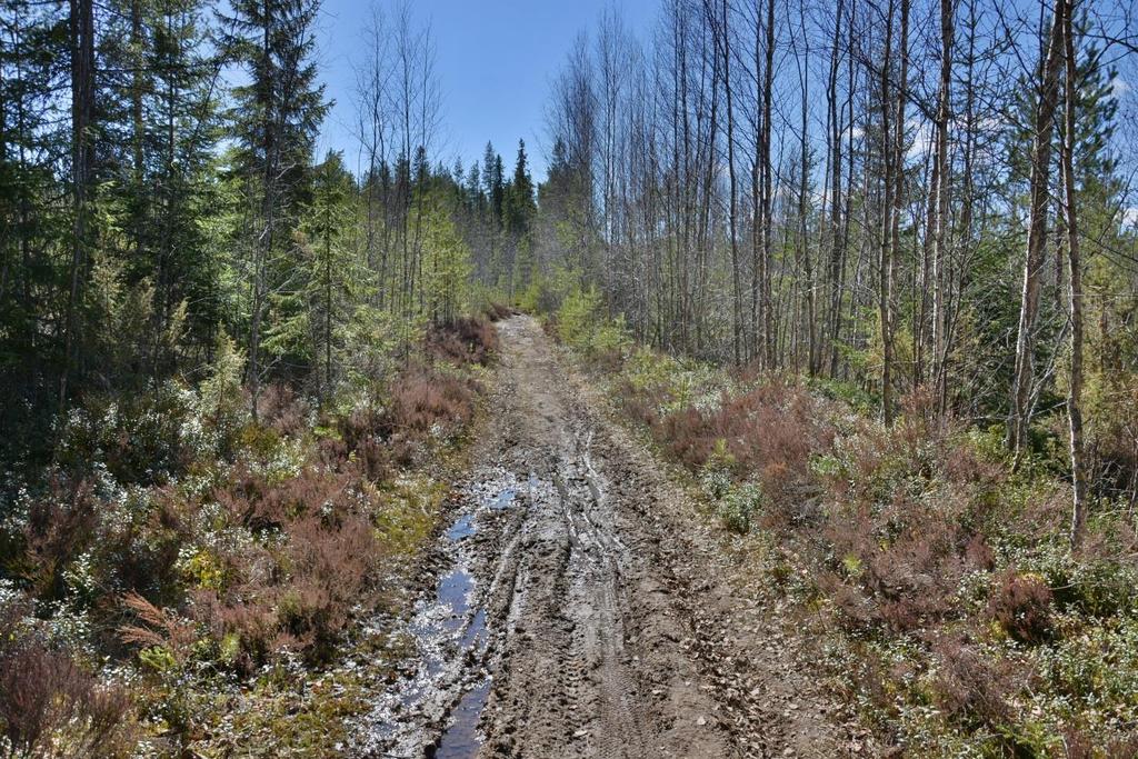 15. Alla: Tykkitietä, kuvattu