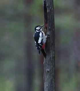 Alavuden rajan tuntumassa sijaitsevan Haukkanevan lintulajisto on runsas, pesimälajeja ovat muun muassa kapustarinta, pikkukuovi ja liro.