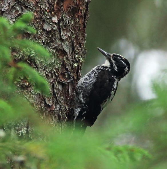 Peukaloinen Vehmaskoski Yksi komeimpia Virtain vanhoja metsiä sijaitsee Killinkosken, Ohtolan ja Itämeren välisellä laajalla metsäalueella.
