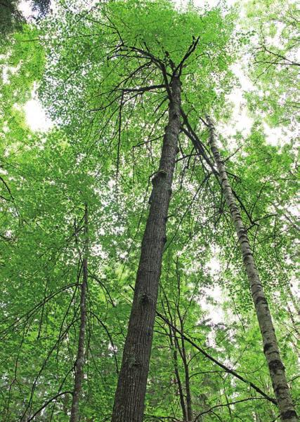 Muita kasveja tällä luonnonsuojelualueella ovat esimerkiksi vaateliaat mustakonnanmarja ja lehtokuusama sekä monet saniaiset. Kääpää ja lahopuuta on runsaasti.