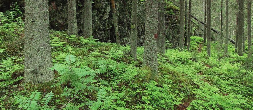 Metsäisen luontopolun varrella on 14 opastaulua, joissa kerrotaan monipuolisesti alueesta. Pitkospuita on paikoin.