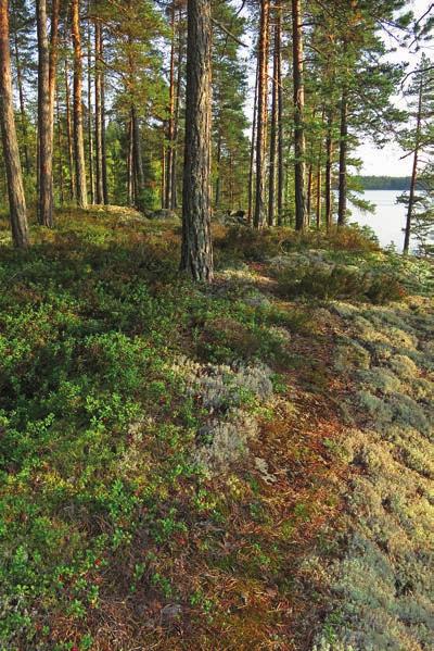 Vaskisalon metsä on hyvää seutua marjastusta ja sienestystä ajatellen. Eläimistä siellä asustaa liito-orava. Muita alueella mahdollisesti nähtäviä lajeja ovat metso ja selkälokki.