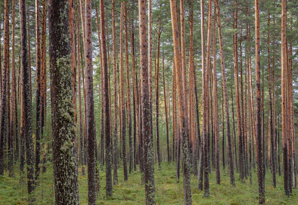 METSÄKULTTUURINEN NÄKÖKULMA JA METSÄSUHDEAJATTELU