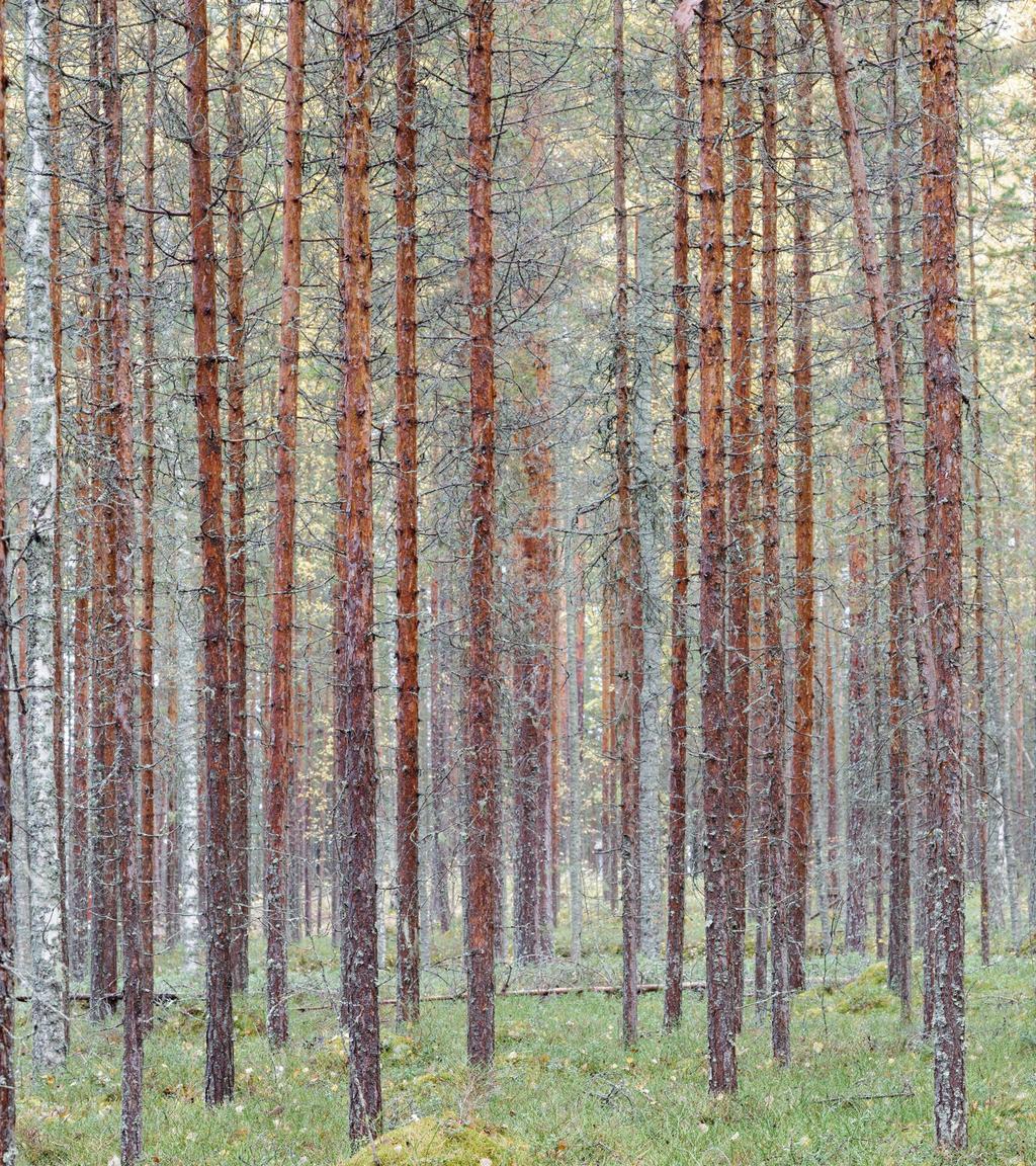 Arkaainen (ihminen on osa muuta luontoa) Hyödyntävä (metsä on luonnonvara) Esteettis-romanttinen (merkitykselliset aistikokemukset, luonnon kauneus) Naturalistinen (ihmisen selviytyminen ankarissa