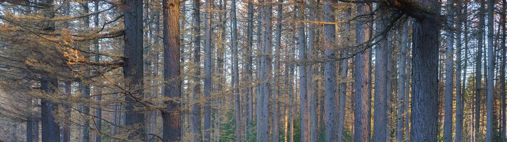 METSÄSUHDE ON HENKILÖKOHTAINEN, YKSILÖLLINEN JA AINUTKERTAINEN Yksilöiden metsäsuhteissa painottuvat erilaiset tekijät Suhde voi olla taloudellinen tai henkinen, liittyä ammattiin, arjen