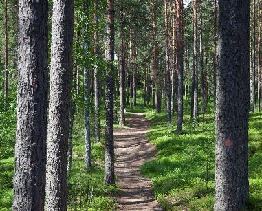 MENETELMÄNÄ METSÄSUHDE (2019) I