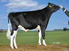 VH ByNalle HOL 98542 I:Brentano II: Balisto EI:VH Scout EEI: D Jul Loistava luonne Hienot jalat +31 Upea etukiinnitys ja muoto utareessa Tuotosindeksi: 117 Varm.