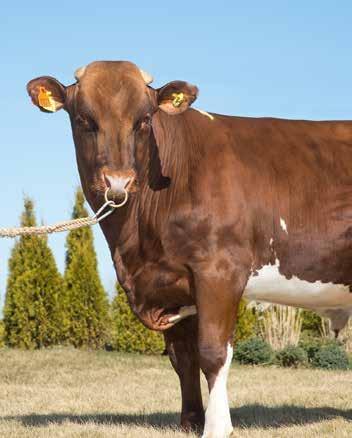 Se on syntynyt Per ja Kjell Sandahlin karjassa, mutta emä 1425 Lisa on lähtöisin Werthens Lantbruks AB:sta. Sen utareluokitus on VG-87 ja ensimmäisellä kaudellaan se lypsi 10 146 kiloa EKM.