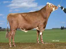 VR Trond FAY 47924 I:VR Tapir II: VR Tivoli EI:VR Vilde UUSI EEI: R Haslev Loistava maitotuotos +25 Hyvä utareterveys Tyttärillä helpot poikimiset Tuotosindeksi: 119 Varm.