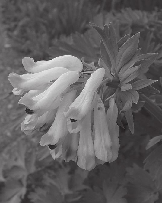 Nature Historio de la nobla koridalo La historio de la nobla koridalo (Corydalis nobilis) estas tiom speciala, ke indas rakonti øin.