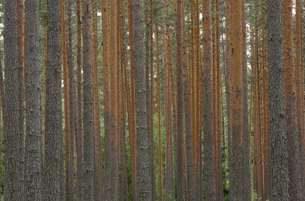 Suomi on Euroopan metsäisin maa 72 % maapintaalasta metsää