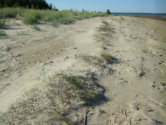 Alkiodyynit ovat kasvillisuustuppaiden ympärille kasautuneita pieniä hiekkakumpuja rantatasanteen yläosassa tai suurempien dyynien vastasivulla, ja niitä sitovat Suomen dyynirannoilla lähinnä