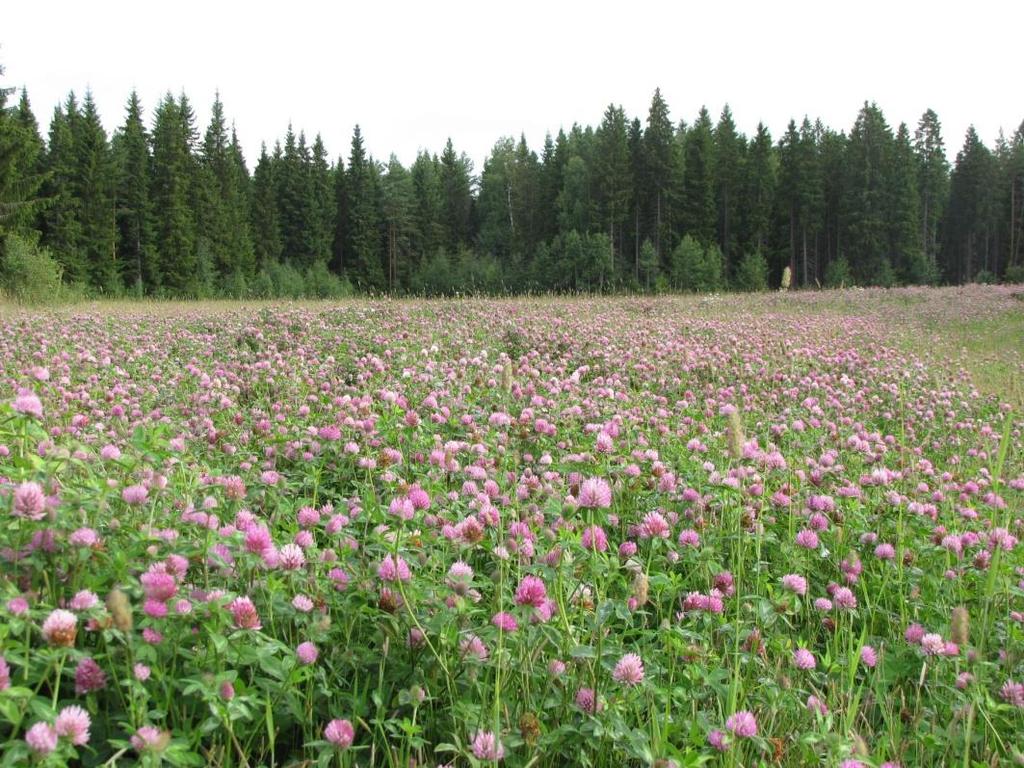 Biologinen typensidonta viljelykierron perusta Typpitehdas aurinkoenergialla! Palkokasveilla kyky symbioosiin typpeä sitovien Rhizobiumbakteerien kanssa.