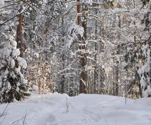 Kaupunkimetsien hiilensidontaan kohdistuvaa tutkimusta on tehty toistaiseksi vähän mutta ilmastonmuutoksen vaikutusten ennustetaan olevan samansuuntaisia kuin muissakin metsissä.