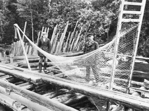 rannikkoalueella Nousuankeriaiden määrät