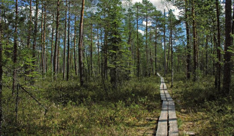 KARTAT JA INFO TAPAHTUMAT PALVELUT VAPAA-AIKA KÄYNTIKOHTEET LUONTOKOHTEET KULTTUURI 12 PYHÄ-HÄKKI KANSALLISPUISTO Lähde erämaan rauhaan, ainutlaatuiseen