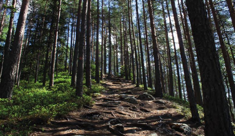 60 Kotajärven itärannalla sijaitsee keittokatos, jossa on muurattu tulisija, takka ja hella. Varusteina löytyy myös kahvipannu, kattila ja makkaratikkuja.