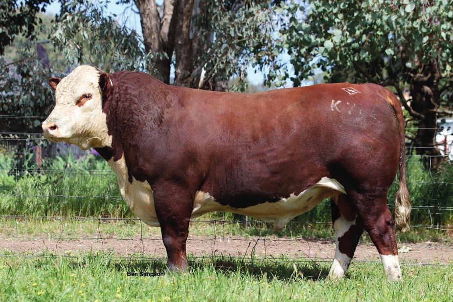 Hereford Wirruna Katnook K74 (P) Wirruna Katnook on mielenkiintoinen australialainen ks-sonni, jonka siementä tullaan tarjoamaan suomalaisten hereford-kasvattajien käyttöön.