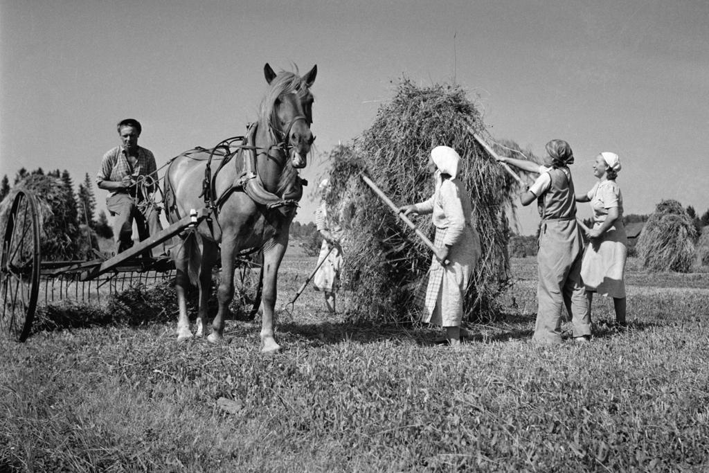 Muistoissamme 50-luku Kuva: Suomen valokuvataiteen museo / Alma Media / Uuden Suomen kokoelma / rajattu 6. Ahkeraa työntekoa Maaseudulla heinäntekoon lähtivät kaikki.