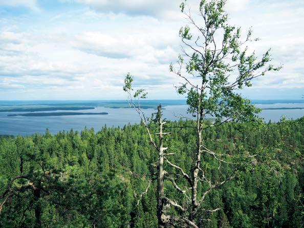 Pieni Puukello ISSN 0359-1271 Julkaisija Helsingin yliopiston Karjalainen Osakunta Päätoimittajat Alina Riionheimo alina.riionheimo@helsinki.fi Toimitussihteeri Emmi Puumalainen emmi.