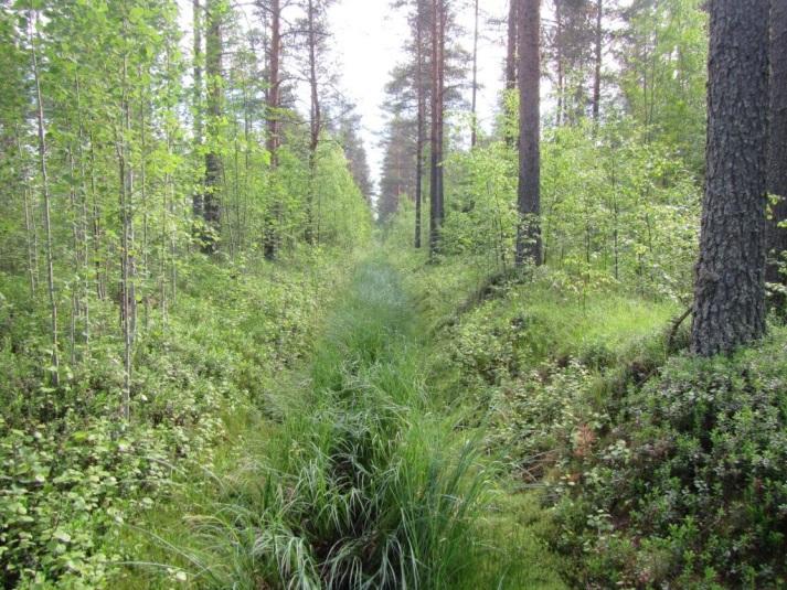 Alueella havaittiin metsien yleisimpiä lintuja kuten pajulintu (Phylloscopus trochilus) ja peippo (Fringilla coelebs). Kuva 4-3.