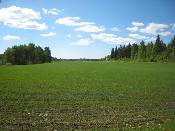 3 Kuva 4-1. Peltoaukeaa selvitysalueen pohjoisosassa (vasen kuva) ja järeää haavikkoa joen varressa selvitysalueen itäosassa (oikea kuva). 5.