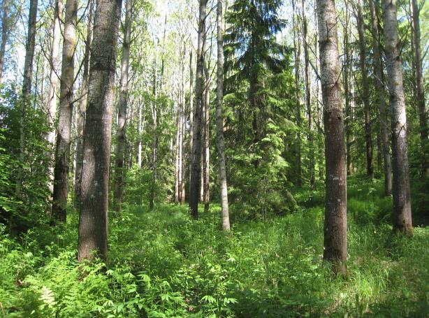 Selvitysalueelle suositellaan tehtäväksi kasvillisuus- ja luontotyyppiselvitys optimaalisena putkilokasvien kartoitusaikana kesä-heinäkuussa.