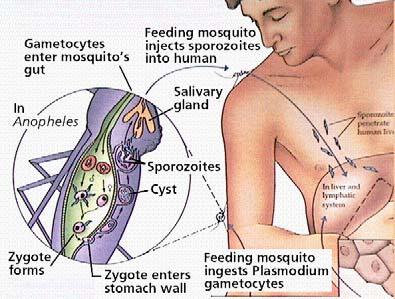 Ihmiseen malaria tarttuu yleensä hyttysen pistosta.