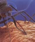 Malaria tautina Malaria on kuumeinen yleisinfektio, jossa oireita voi tulla useista elinryhmistä 200-300 miljoonaa infektiota vuodessa, 0.5-0.