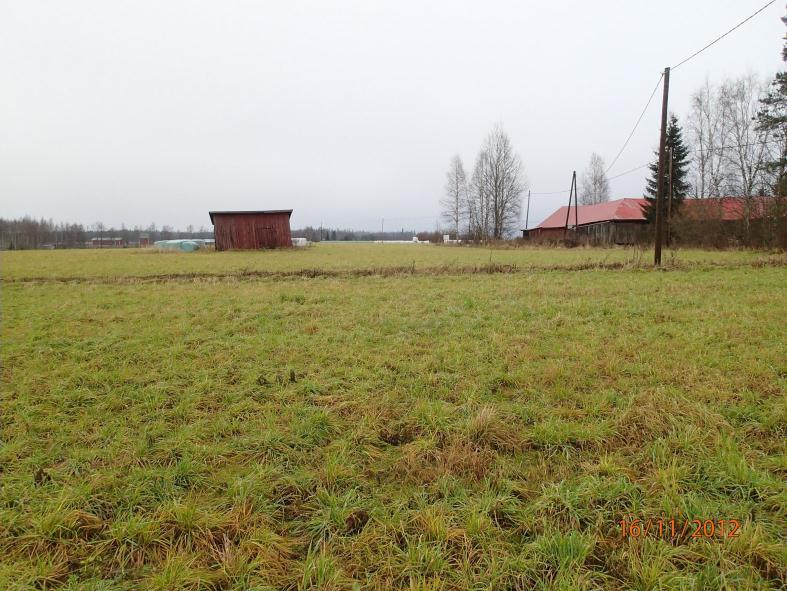 metsikössä Linjan