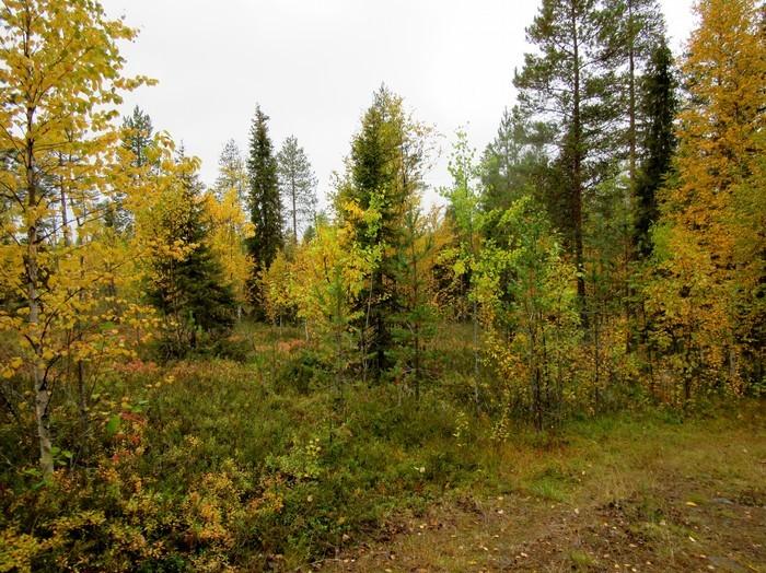 Loma-asutustontteja Sorvanrannassa kaakkoon.