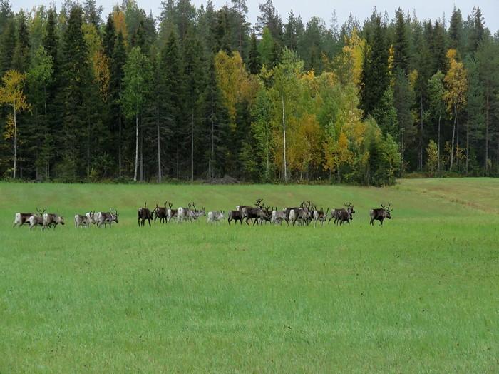 17 Kuva 12. Porotokka Sonkaniemellä.