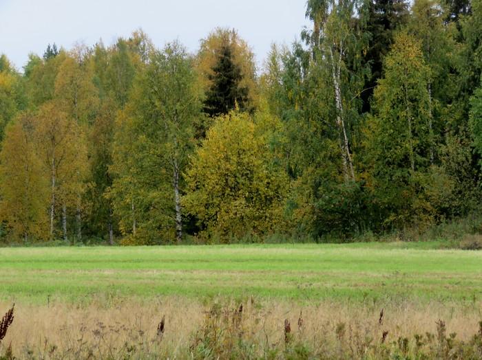 Puolella, tasainen savinen