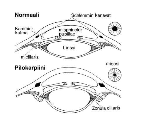 Antikolinergit (3) Vaikutukset/Käyttö Silmä Mydriaasi, akkomodaatiohalvaus, silmänpaineen nousu à Käyttö silmälääketieteessä (tropikamidi) Virtsarakko Rakon lihas lamautuu à Virtsan