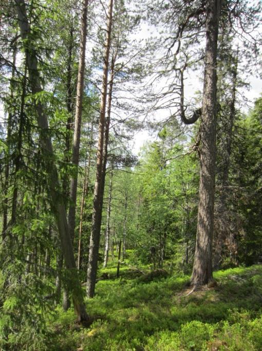 POSION KUNTA 27 Alueen maasto on vaihtelevaa. Maisemaa hallitsevat metsäiset vaarat ja vaarojen välien notkojen joet ja purot. Lisäksi järvet ja useat lammet sekä suoalueet monipuolistavat maisemaa.