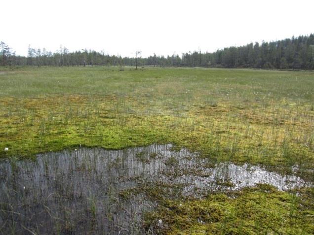 Osa alueen metsistä on kivisiä ja kallioisia. Kuva 13. Hakkuuaukea Murtotunturin lounaisrinteessä (vasen) ja vanhemman metsän reunaa Murtotunturin laella (oikea).