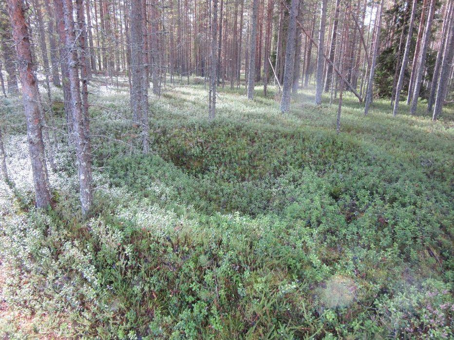 17,5-20 m Lukumäärä 4 laajuus Ajoitus yleinen moderni Koordinaattiselite Rakenne 1, pohjoisin kellari Ajoitustarkenne Etäisyystieto Kuivaniemen kirkosta n.