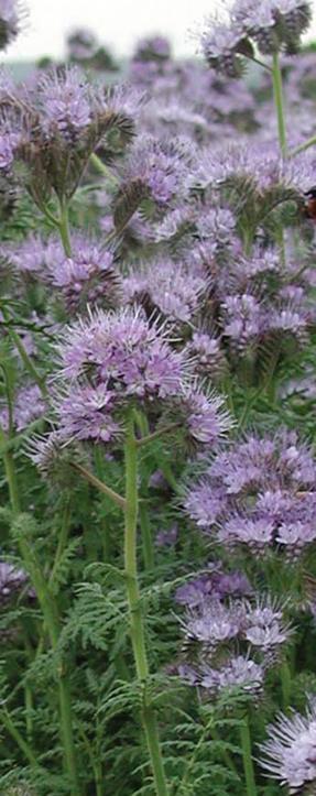 Aitohunajakukka Phacelia tanacetifolia. Korkeus 60-70 cm. Yksivuotinen maanparannus ja mehiläiskasvi.