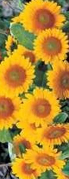 120-150g/a VSsk0001 2m2 2,00 50g 5,00 1 kg 30,00 Isoauringonkukka Sunrich mix F1 Helianthus annuus 80-120 cm.