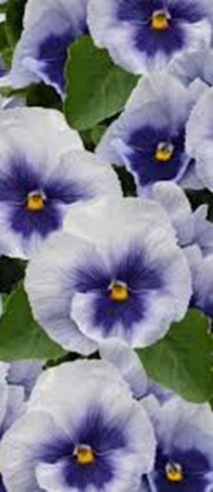 Inspire Plus Blue w Blotch Viola Wittrockiana-ryhmä.