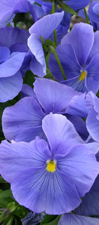 VSsk0079 Giant Forerunner Viola Wittrockiana-ryhmä Korkeus 15 cm.
