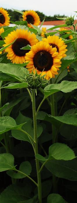Isoauringonkukka Sunrich Orange F1 Helianthus annuus. 80-120 cm. hyvä leikko.