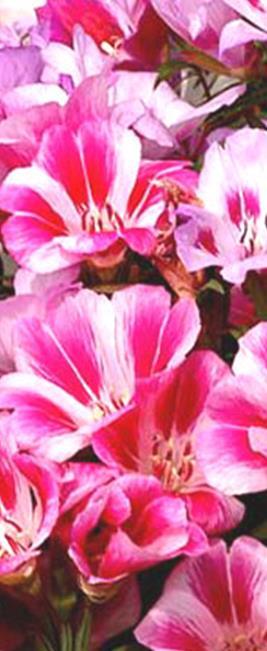 Kasvupaikka aurinkoinen, tuulensuojainen. Kukinta Isosilkkikukka Clarkia amoena Korkeus 60 cm.
