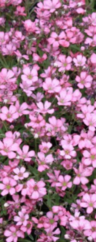 VSsk0014 60s 4,20 250s 6,50 Kesäharso Rosea Gypsophila elegans Korkeus 50