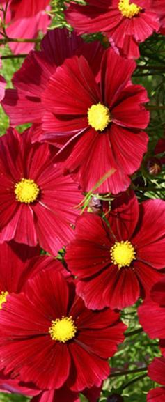 VSsk0027 20s 4,50 Kosmoskukka Rubin Cosmos bipinnatus Korkeus 120 cm.