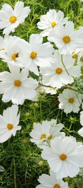 7500s 8,50 Punakosmoskukka Sonata White Cosmos bipinnatus Matala 55 cm.