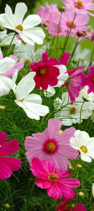 Cosmos bipinnatus Matala tumma ruusunpunainen,  Kylvetään huhti-kesäkuussa, itää 10-20
