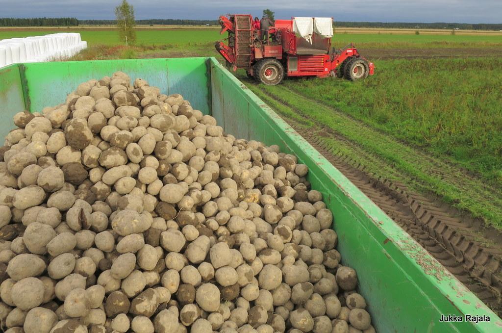 Luomuperunaketju: tuottajat Laatutietoisuus Pesty kuorellinen peruna Tuottaja kuljettaa itse perille Toimitus 1-2 krt