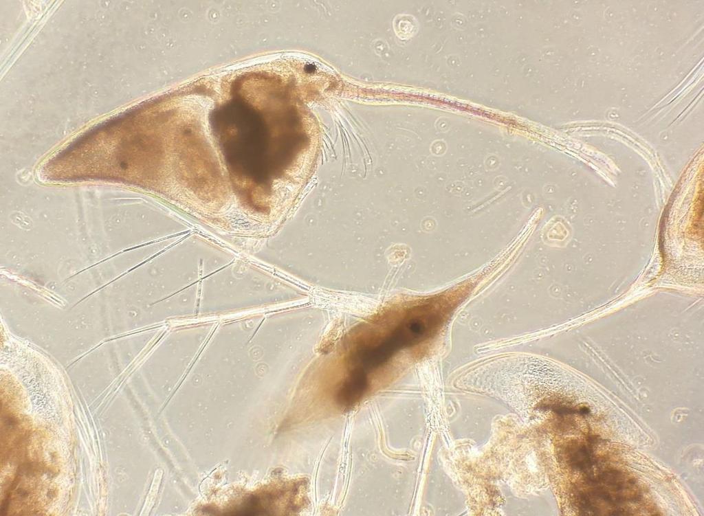 Tuusulanjärven eläinplankton vuosina 2016-2018 Pelagial zooplankton community in Lake Tuusulanjärvi Kirsi Kuoppamäki Tiivistelmä Tuusulanjärven eläinplanktonbiomassa kasvoi tasaisesti ja lähes