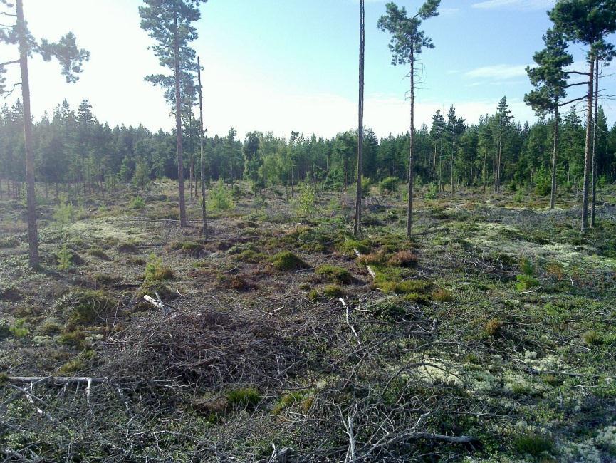 Hiekkamaata, paikoin kivistä paikoin puhdasta hiekkaa. Pyyntikulttuurille hyvin sopivaa maastoa mutta väärä korkeustaso (15-23 m mpy.